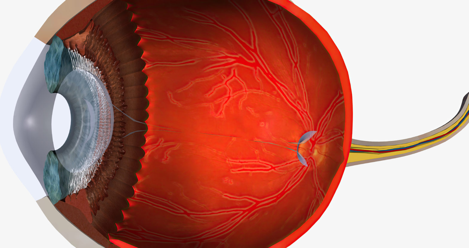Fundus of Eye: What It Is, Normal Appearance & Examination Explained