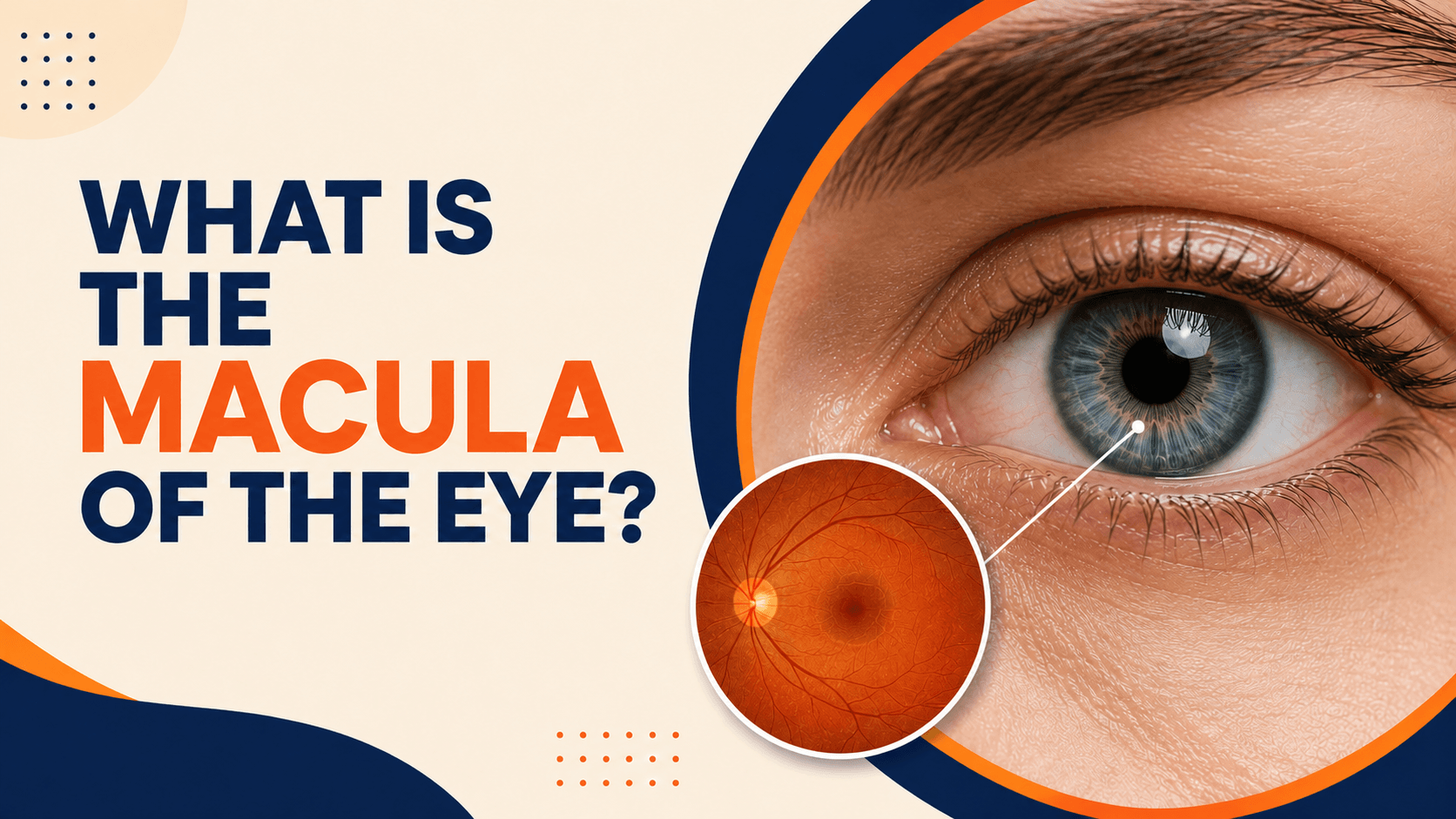 Macula of the Eye