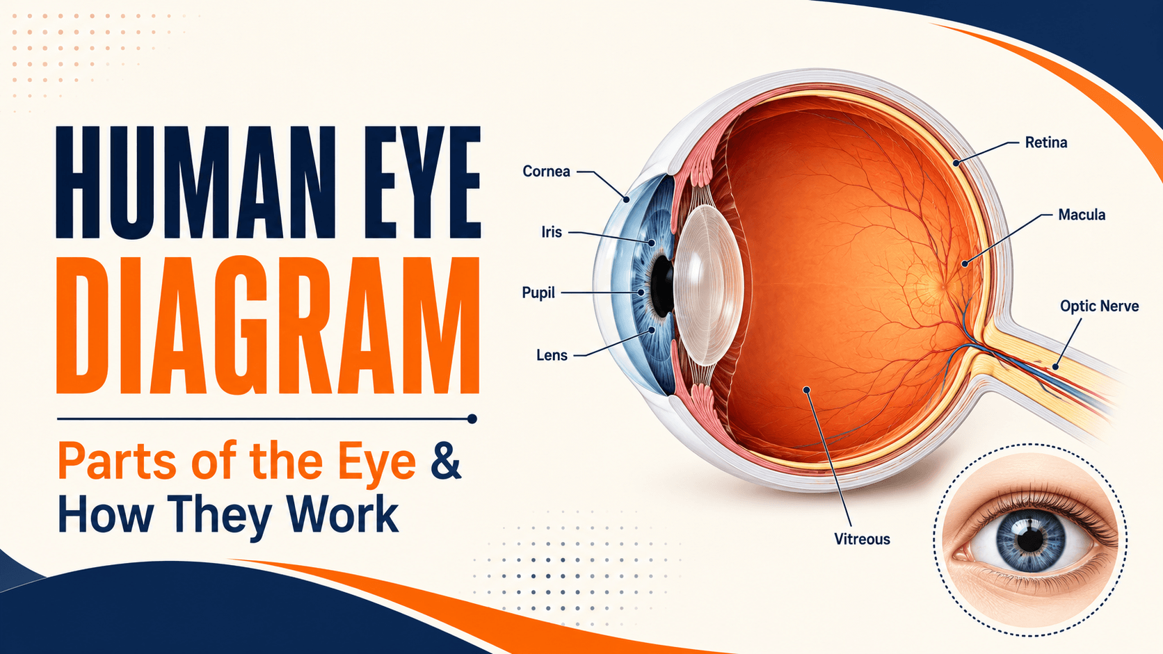 Human Eye Diagram